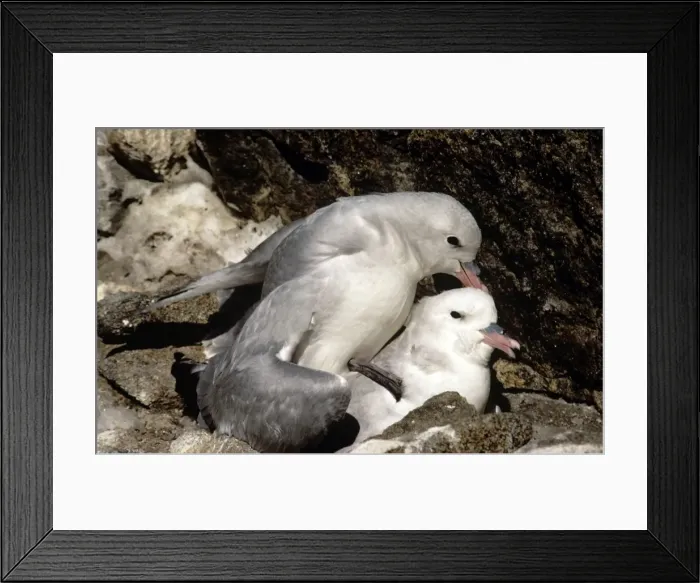 Framed Print : Southern Fulmar - pair mating - Prydz Bay - Antarctica Framed Print : Southern Fulmar - pair mating - Prydz Bay - Antarctica