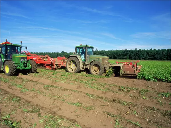 Farming - harvesting potatoes