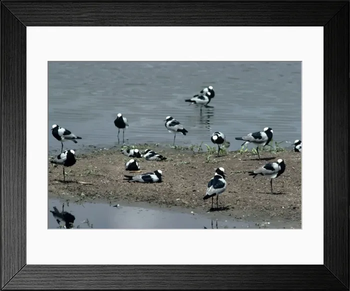 Framed Print : Blacksmith Plover Framed Print : Blacksmith Plover