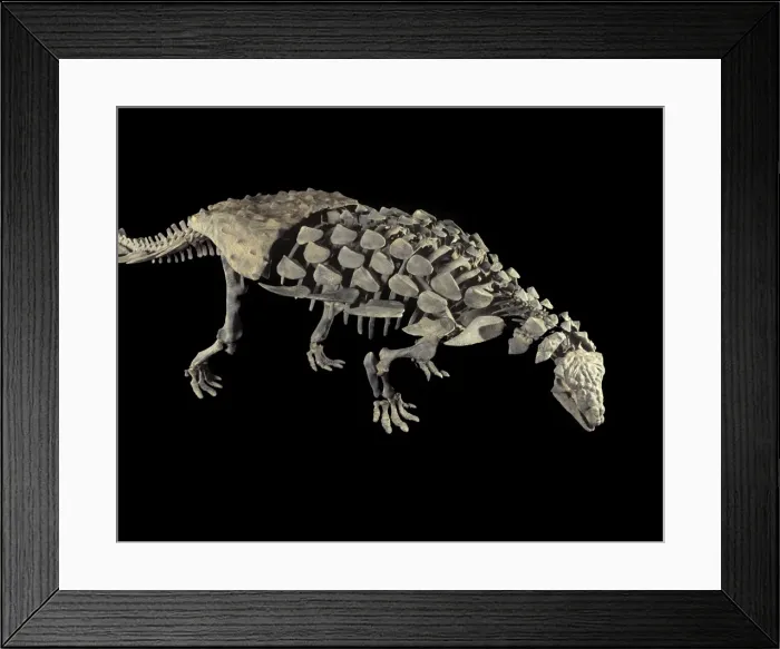 Framed Print : Dinosaurs: Ankylosaurs (Armored dinosaurs) Ankylosaur from the Morrison Formation, Late Jurassic Size skeleton: length 11. 6 ft, H: 32 inches Mount from material excavated at the Mygatt-Moore Quarry, Western Colorado Framed Print : Dinosaurs: Ankylosaurs (Armored dinosaurs) Ankylosaur from the Morrison Formation, Late Jurassic Size skeleton: length 11. 6 ft, H: 32 inches Mount from material excavated at the Mygatt-Moore Quarry, Western Colorado