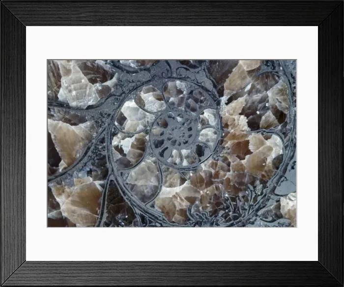 Framed Print : Ammonite - pyritized, pyrite has replaced minerals in shell. Jurassic