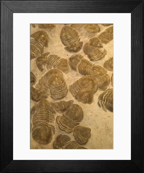 Framed Print : Fossil Trilobites - Mass mortality-extinct marine invertebrates Middle Devonian, Near St. Petersburg, Russia E50T4144 Framed Print : Fossil Trilobites - Mass mortality-extinct marine invertebrates Middle Devonian, Near St. Petersburg, Russia E50T4144