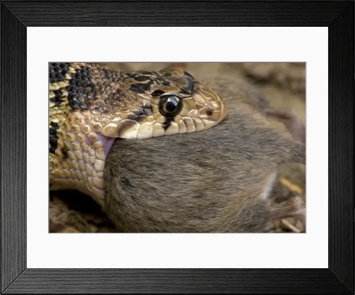 Framed Print : Pacific Gopher Snake - eating Mouse - Oregon - USA Framed Print : Pacific Gopher Snake - eating Mouse - Oregon - USA