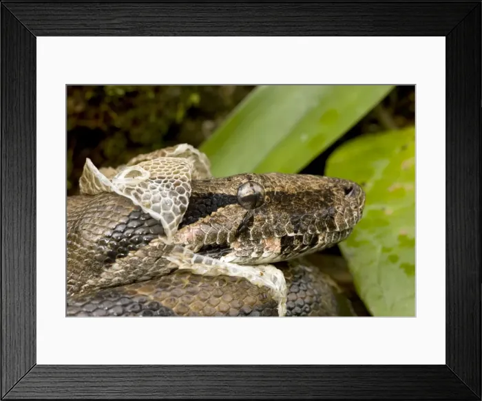 Framed Print : Boa Constictor - shedding skin - Tropical rainforest - Guanacaste National Park - Costa Rica Framed Print : Boa Constictor - shedding skin - Tropical rainforest - Guanacaste National Park - Costa Rica