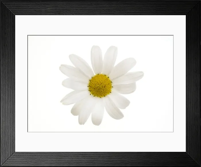 Framed Print : Daisy flower - on white background Framed Print : Daisy flower - on white background
