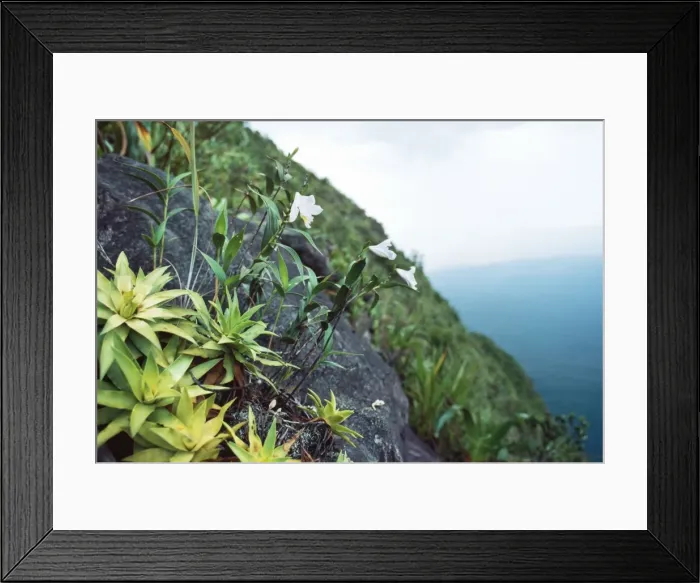 Framed Print : Cerro Autana, endemic white orchid (Orchidaceae), Amazonas territory, Venezuela, South America