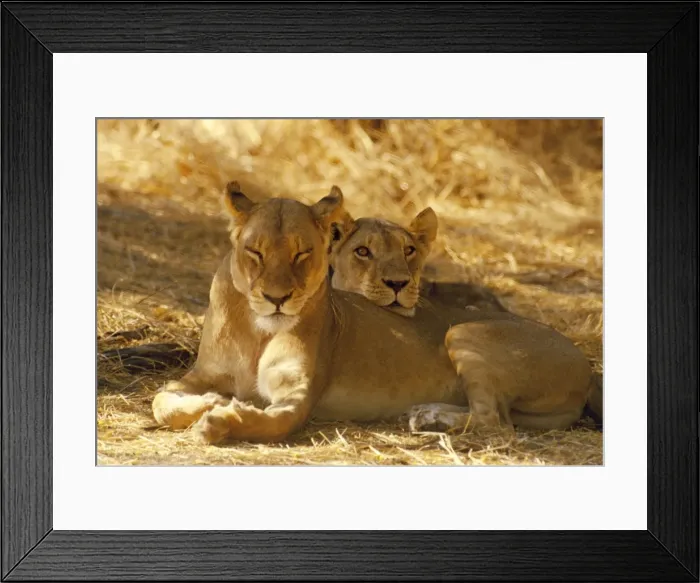 Framed Print : Lioness - sisters resting - Botswana - Africa Framed Print : Lioness - sisters resting - Botswana - Africa