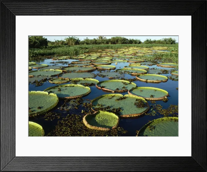 Framed Print : Giant Water Lily Brazil Framed Print : Giant Water Lily Brazil