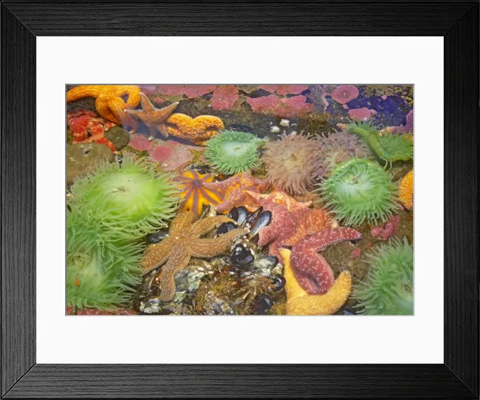 Framed Print : Purple / Ochre Sea Star - with Giant Green Anemone (Anthopleura xanthogrammica) in rock pool with other starfish - Oregon - USA IN000170 Framed Print : Purple / Ochre Sea Star - with Giant Green Anemone (Anthopleura xanthogrammica) in rock pool with other starfish - Oregon - USA IN000170