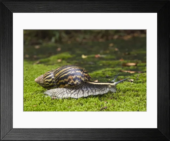Framed Print : Giant African Land / Elegant Agate Snail - one of many Achatina species which are invasive pests of agricultural crops and flower gardens - this species occurs in Zimbabwe and South Africa - Grahamstown - Eastern Cape - South Africa Framed Print : Giant African Land / Elegant Agate Snail - one of many Achatina species which are invasive pests of agricultural crops and flower gardens - this species occurs in Zimbabwe and South Africa - Grahamstown - Eastern Cape - South Africa