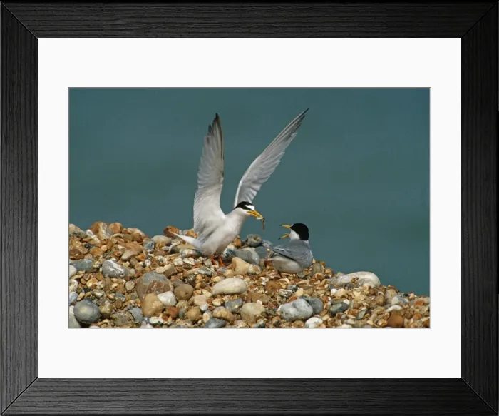 Framed Print : Little Tern - courtship feeding - June - Rye - Kent - UK Framed Print : Little Tern - courtship feeding - June - Rye - Kent - UK