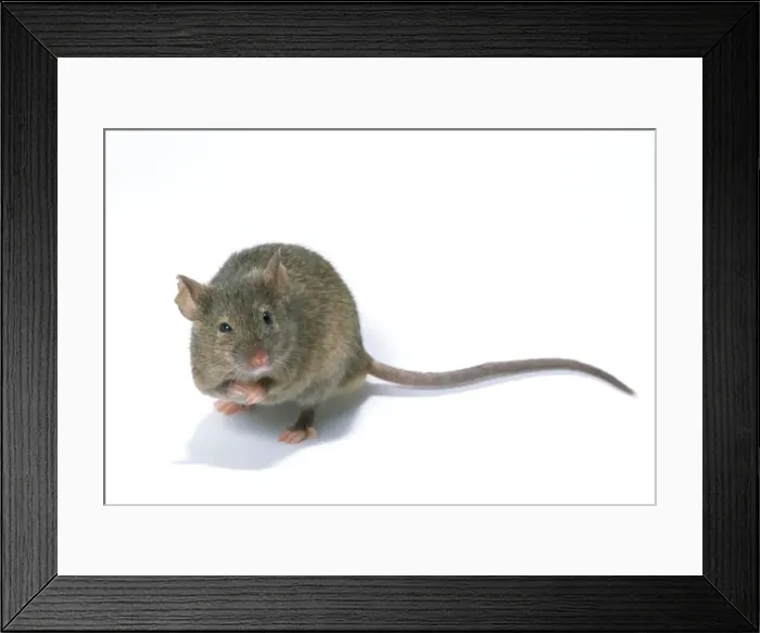 Framed Print : House Mouse Framed Print : House Mouse