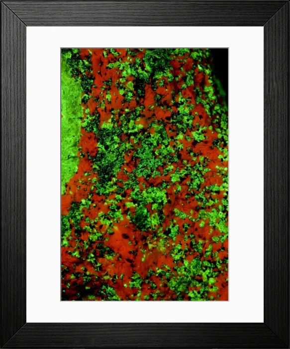 Framed Print : Fluorescent Minerals Willemite and Calcite - Sterling Hill Mine - Ogdensburg-New Jersey, USA - Photographed under UV light. Photo courtesy of Polman Minerals