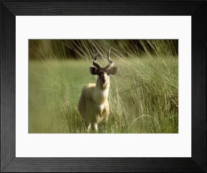 Framed Print : Sitatunga CRH 938 Male - holds permanent territories in wetland habitats like the Okavango Delta Okavango, Botswana Tragelaphus spekei © Chris Harvey / ardea. com Framed Print : Sitatunga CRH 938 Male - holds permanent territories in wetland habitats like the Okavango Delta Okavango, Botswana Tragelaphus spekei © Chris Harvey / ardea. com