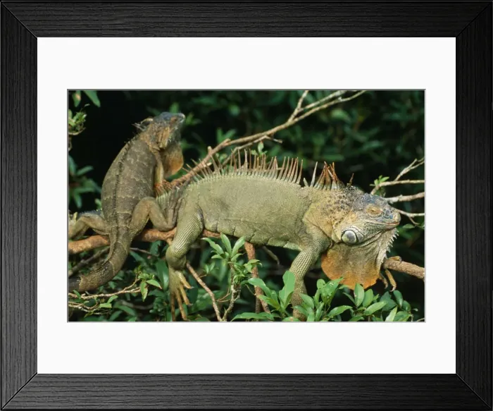 Framed Print : Common / Green Iguana DAD 1216 Alajuela, Costa Rica Iguana iguana © David Dixon / ardea. com Framed Print : Common / Green Iguana DAD 1216 Alajuela, Costa Rica Iguana iguana © David Dixon / ardea. com