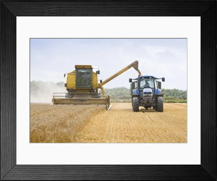 Framed Print : Farming - Combine Harvester and Tractor - Wheat harvest - Norfolk - UK Framed Print : Farming - Combine Harvester and Tractor - Wheat harvest - Norfolk - UK