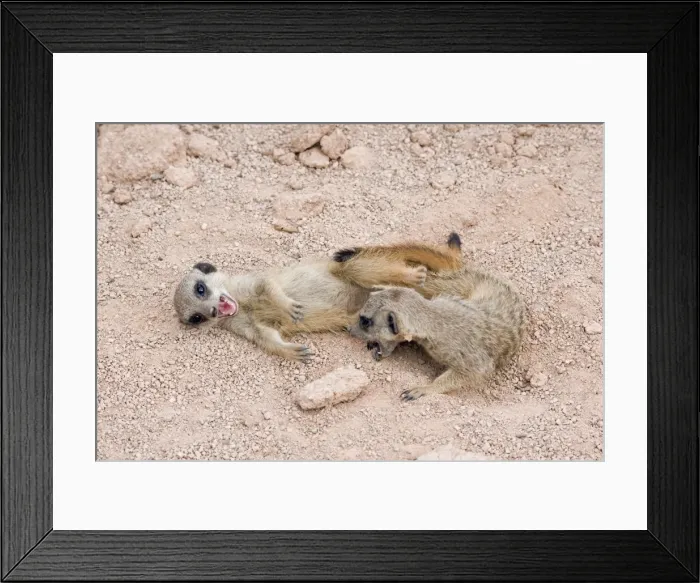 Framed Print : Meerkat / Suricarte - babies playing Framed Print : Meerkat / Suricarte - babies playing