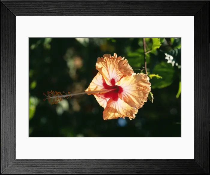 Framed Print : Hibiscus FG 7805 © Francois Gohier / ardea. com Framed Print : Hibiscus FG 7805 © Francois Gohier / ardea. com