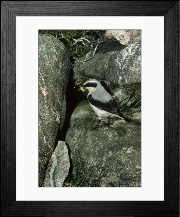 Framed Print : Wheatear. JAB-1824. WHEATEAR. Oenanthe oenanthe. Jack Bailey. Framed Print : Wheatear. JAB-1824. WHEATEAR. Oenanthe oenanthe. Jack Bailey.