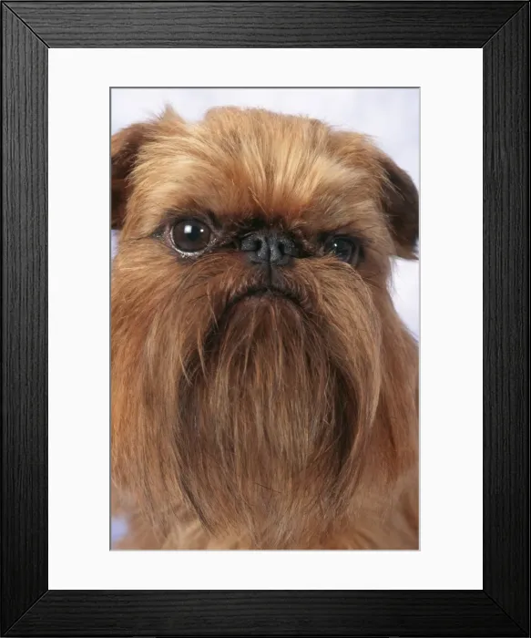 Framed Print : Brussels Griffon Dog JD 10832 © John Daniels / ardea. com Framed Print : Brussels Griffon Dog JD 10832 © John Daniels / ardea. com