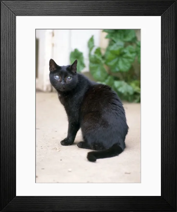 Framed Print : Blind Cat. JD-14217. BLIND CAT. John Daniels. Framed Print : Blind Cat. JD-14217. BLIND CAT. John Daniels.