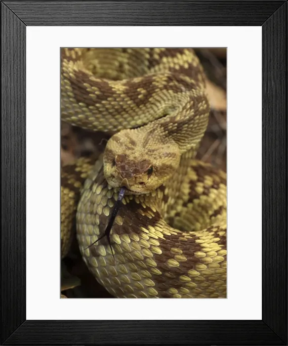 Framed Print : Black-tailed Rattlesnake - smelling or tasting the air with its tongue - Chiricahua Mountains - Arizona - USA - Distribution: Texas -New Mexico and Arizona into central Mexico Framed Print : Black-tailed Rattlesnake - smelling or tasting the air with its tongue - Chiricahua Mountains - Arizona - USA - Distribution: Texas -New Mexico and Arizona into central Mexico
