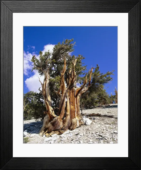 Framed Print : Bristlecone Pine Framed Print : Bristlecone Pine