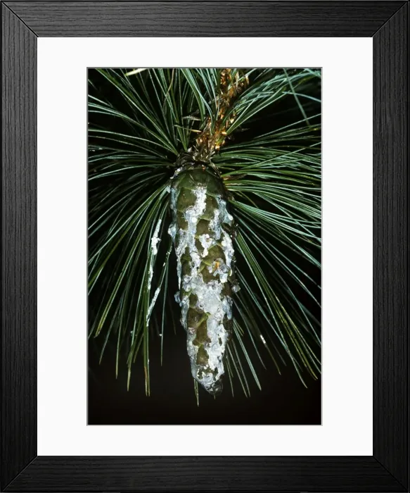 Framed Print : Macedonian Pine Framed Print : Macedonian Pine