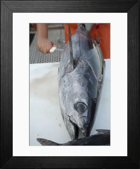Framed Print : Albacore Tuna / Rose of the sea - being filleted - Oregon - USA Framed Print : Albacore Tuna / Rose of the sea - being filleted - Oregon - USA