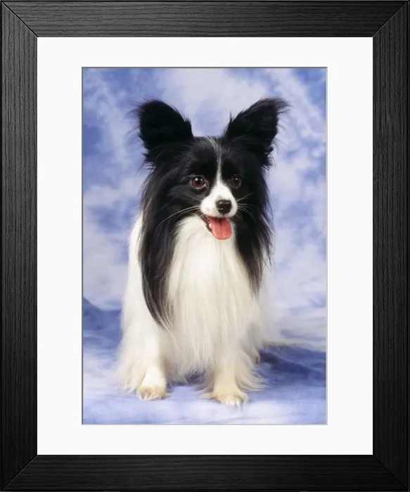 Framed Print : Papillon Dog JD 10613 © John Daniels  /  ardea. com