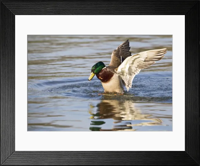Framed Print : Mallard - male mating with submerged female - Hertfordshire - UK 12350 Framed Print : Mallard - male mating with submerged female - Hertfordshire - UK 12350