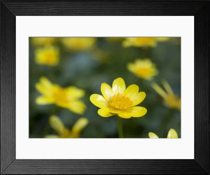 Framed Print : Lesser Celandine - Cornwall - UK Framed Print : Lesser Celandine - Cornwall - UK