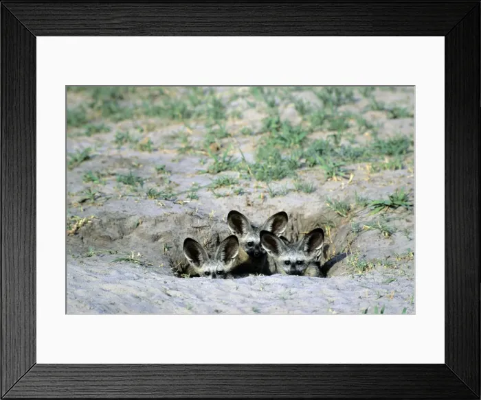 Framed Print : Bat-eared Fox - puppies - Chobe National Park - Botswana - Africa