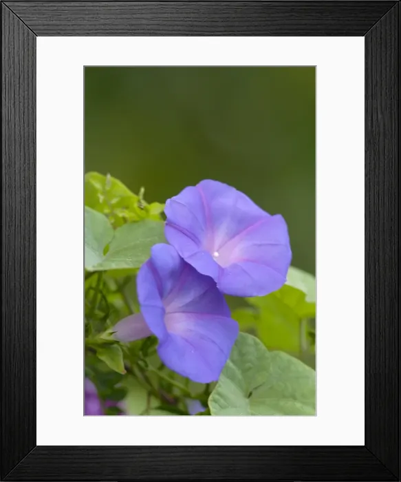 Framed Print : Convulvulus - Minorca 8287 Framed Print : Convulvulus - Minorca 8287