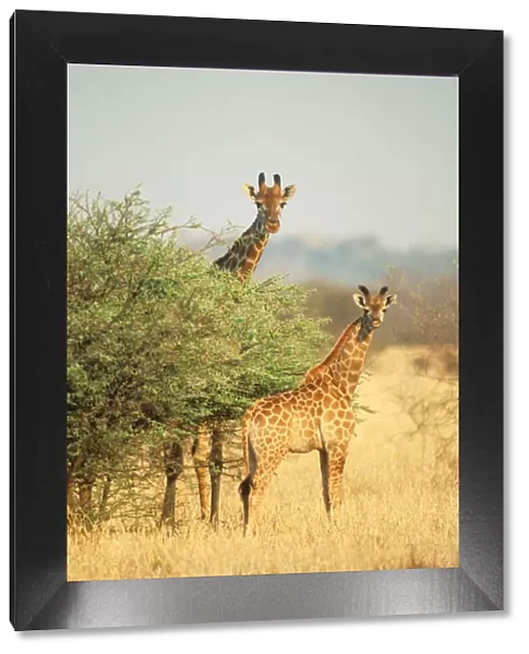 Giraffe CAN 14 Parent with young, Zimbabwe, Africa. Giraffa camelopardalis © John Cancalosi  /  ardea. com