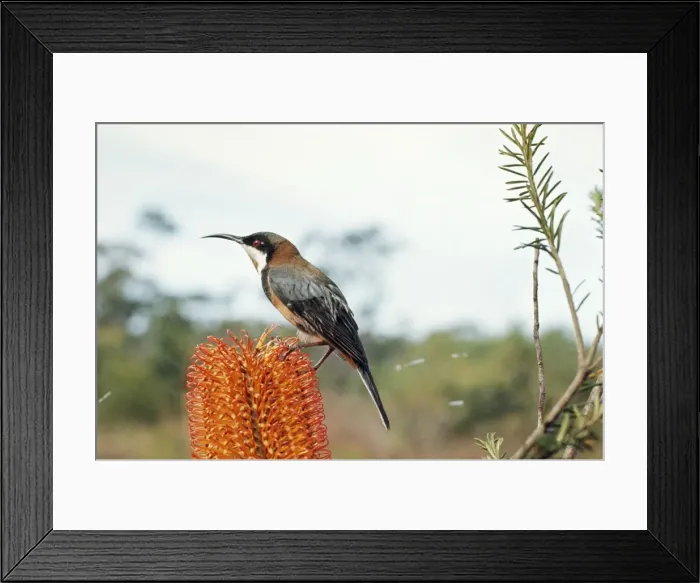 Framed Print : Eastern Spinebill DTC 247 Acanthorhynchus tenuirostris © Trouson Clampett / ardea. com Framed Print : Eastern Spinebill DTC 247 Acanthorhynchus tenuirostris © Trouson Clampett / ardea. com