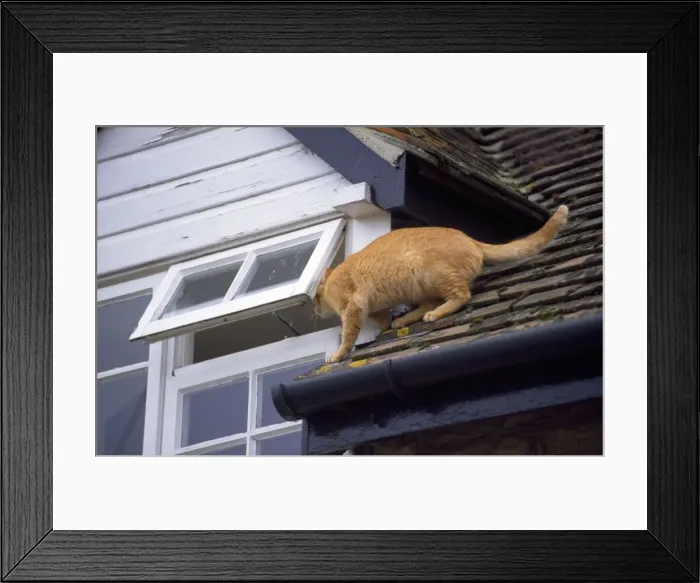 Framed Print : Cat - on roof Framed Print : Cat - on roof