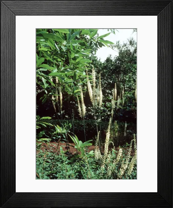Framed Print : Black Cohosh APP 3055 Medicinal Cimicifuga racemosa © A P Paterson / ardea. com Framed Print : Black Cohosh APP 3055 Medicinal Cimicifuga racemosa © A P Paterson / ardea. com