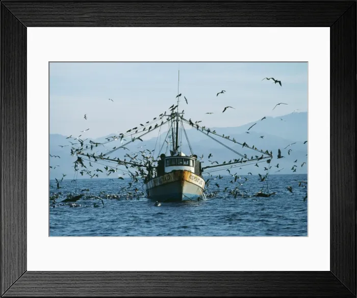 Framed Print : Fishing Boat FG 5321 Shrimper & sea birds, Sea of Cortez, Mexico. © Francois Gohier / ardea. com Framed Print : Fishing Boat FG 5321 Shrimper & sea birds, Sea of Cortez, Mexico. © Francois Gohier / ardea. com