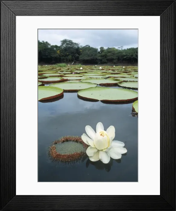 Framed Print : Giant Waterlily - Rupununi region Amazon Basin Guyana South America Framed Print : Giant Waterlily - Rupununi region Amazon Basin Guyana South America