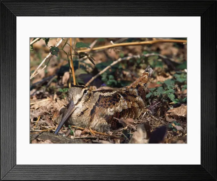 Framed Print : Woodcock - on nest Framed Print : Woodcock - on nest