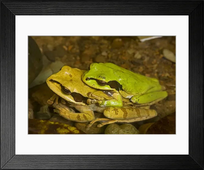 Framed Print : Masked Tree Frog / Treefrog - pair in amplexus - Tropical Rainforest - Costa Rica Framed Print : Masked Tree Frog / Treefrog - pair in amplexus - Tropical Rainforest - Costa Rica