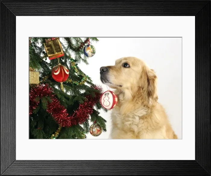 Framed Print : DOG - Golden retriever hold christmas bauble in mouth Framed Print : DOG - Golden retriever hold christmas bauble in mouth