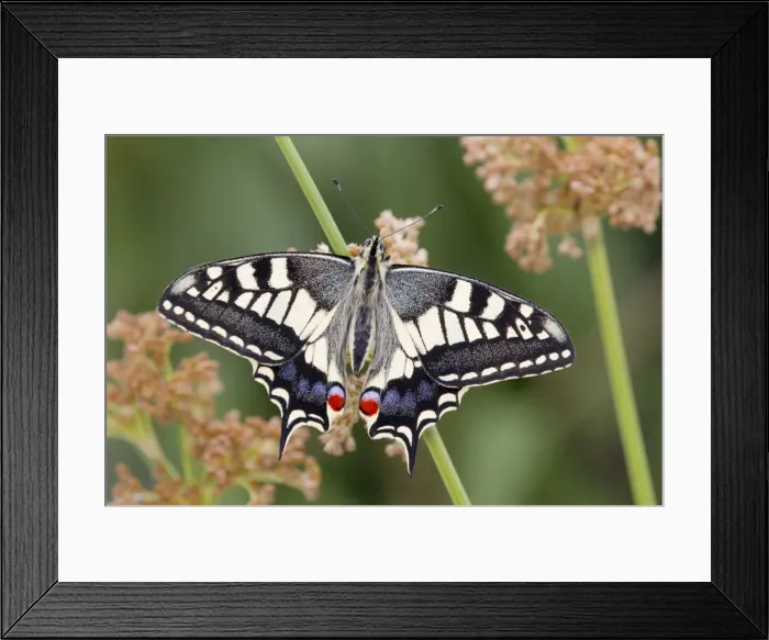 Framed Print : Swallowtail Butterfly - UK Framed Print : Swallowtail Butterfly - UK