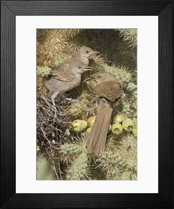 Framed Print : Curve-billed Thrashers - adult tending young on nest - Arizona - USA - Distribution: southwest USA to southern Mexico Framed Print : Curve-billed Thrashers - adult tending young on nest - Arizona - USA - Distribution: southwest USA to southern Mexico