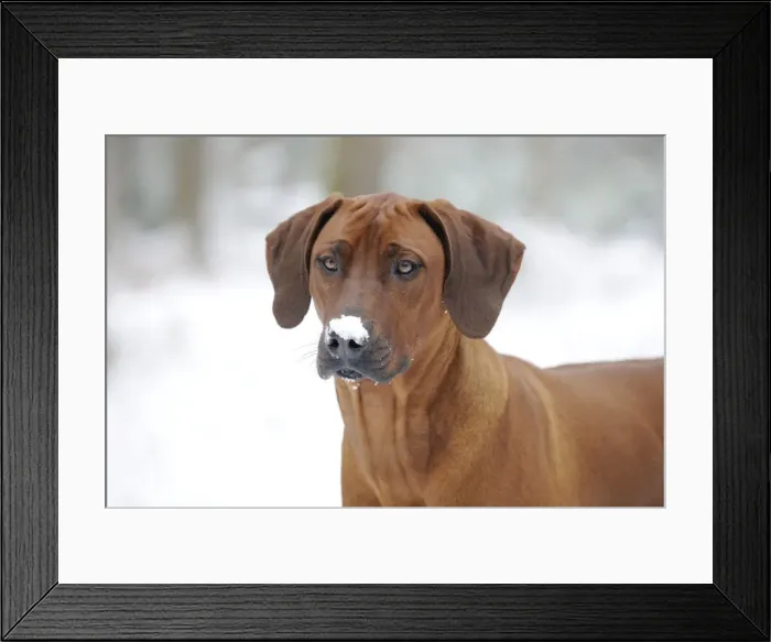 Framed Print : DOG - Rhodesian ridgeback with snow on its face (head shot)