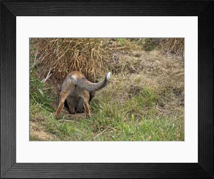 Framed Print : Red Fox - rear view of cub going down hole - controlled conditions 13312