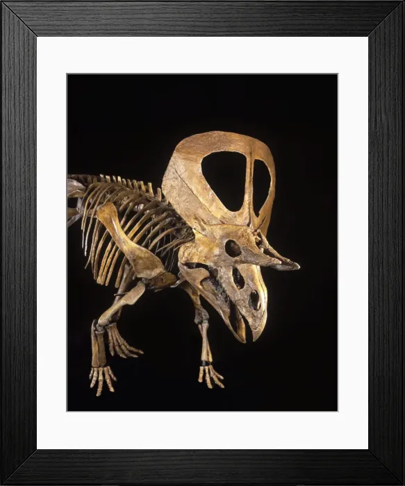 Framed Print : Dinosaurs - Ceratopsians - Horned dinosaurs - Zuniceratops Discovered in 1996 by 8-year-old Christopher Wolfe, son of paleontologist Douglas G. Wolfe. Described and named in 1998 (Wolfe, D) Framed Print : Dinosaurs - Ceratopsians - Horned dinosaurs - Zuniceratops Discovered in 1996 by 8-year-old Christopher Wolfe, son of paleontologist Douglas G. Wolfe. Described and named in 1998 (Wolfe, D)