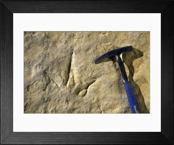 Framed Print : Dinosaur track at Red Gulch Tracksite, Wyoming, USA Track of a Theropod (meat eater) dinosaur. Track shown is 25 cm long (about 10 inches). Age: Middle Jurassic, Bathonian, Lower Sundance Formation (167 My) Framed Print : Dinosaur track at Red Gulch Tracksite, Wyoming, USA Track of a Theropod (meat eater) dinosaur. Track shown is 25 cm long (about 10 inches). Age: Middle Jurassic, Bathonian, Lower Sundance Formation (167 My)