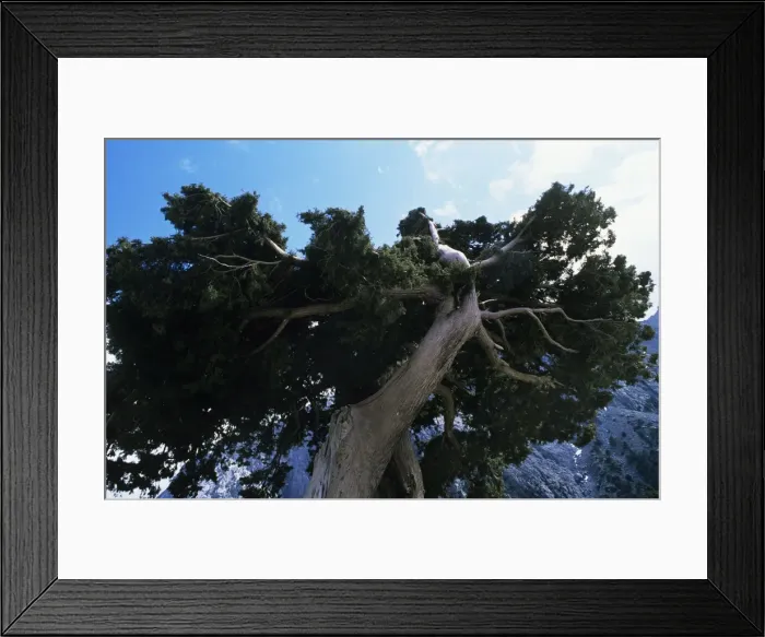 Framed Print : Ancient Pine Tree - Samaria Gorge - Crete Framed Print : Ancient Pine Tree - Samaria Gorge - Crete